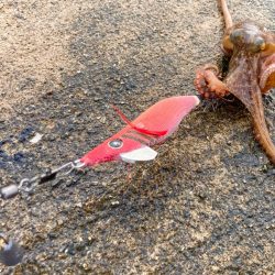 タコも魅力するスクイッドジャンキー