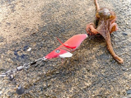 タコも魅力するスクイッドジャンキー