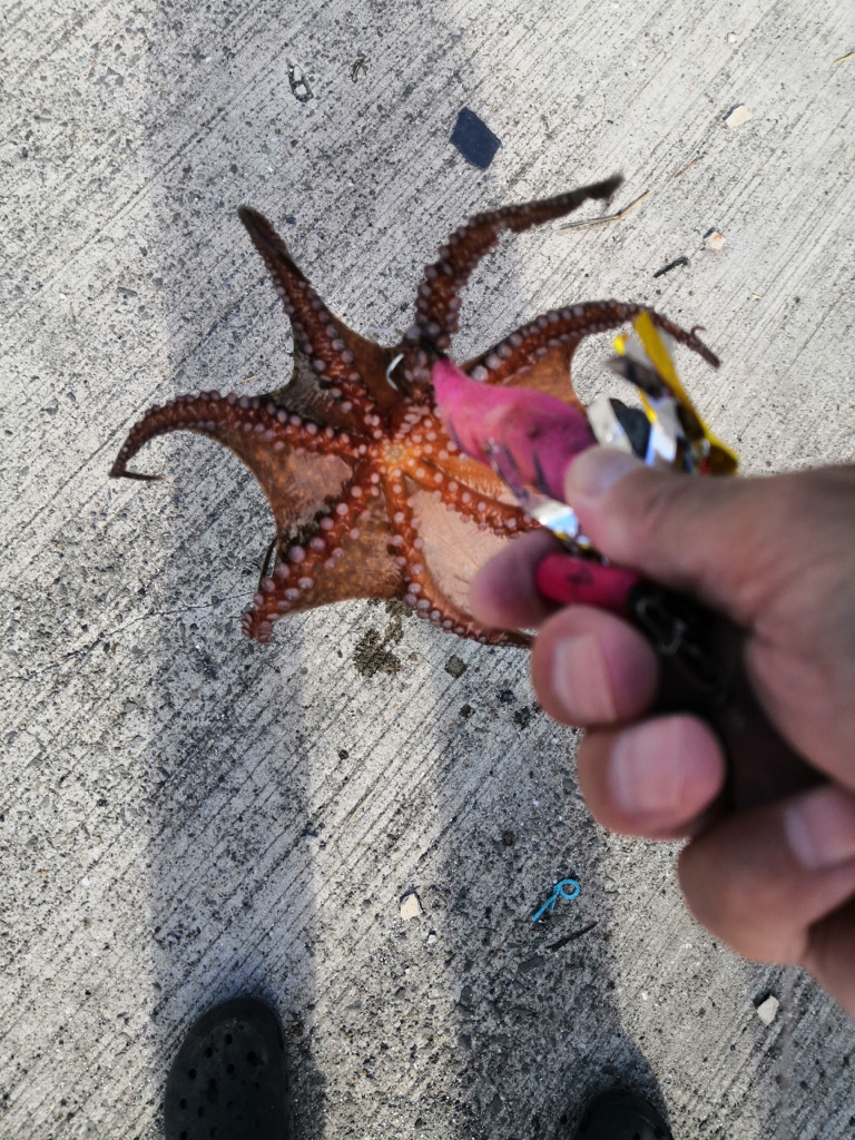 タコシーズン始まり