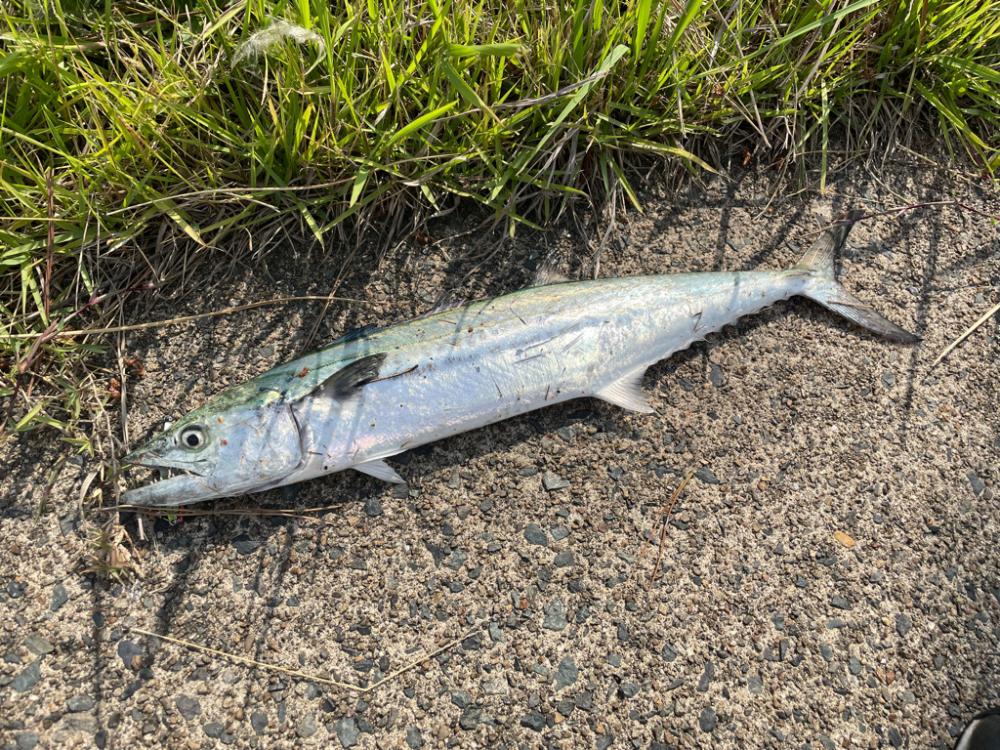 春のサゴシ釣り