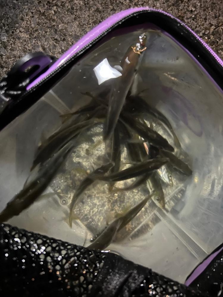 アジ爆釣でした