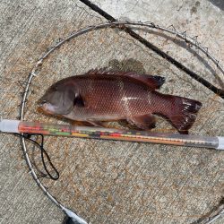 フカセで、チヌ とカンダイを釣る。