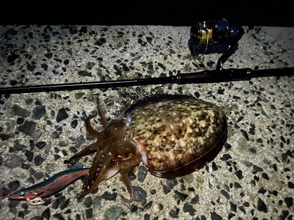 春イカ釣行ラスト！かな