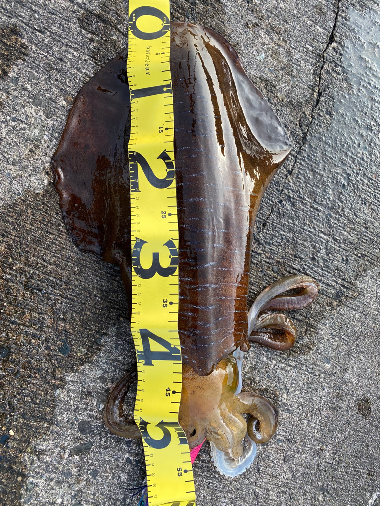 祝!2キロアップ!!