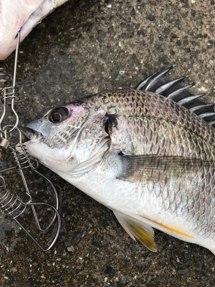 ヘチ釣り朝活！