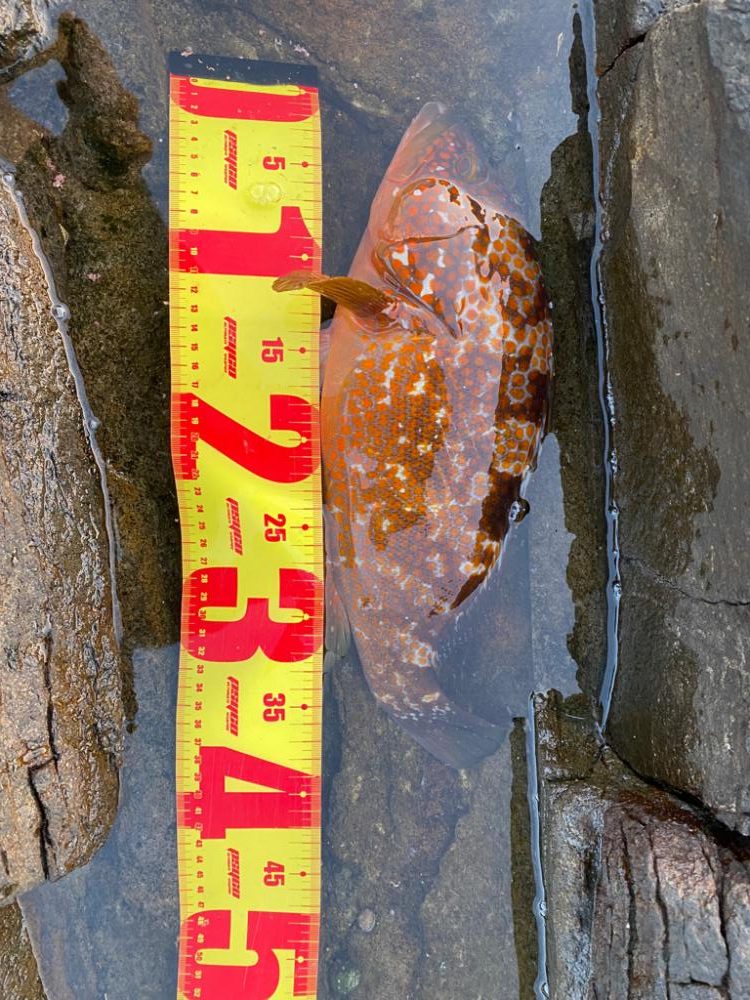 良型アコウ&アジ