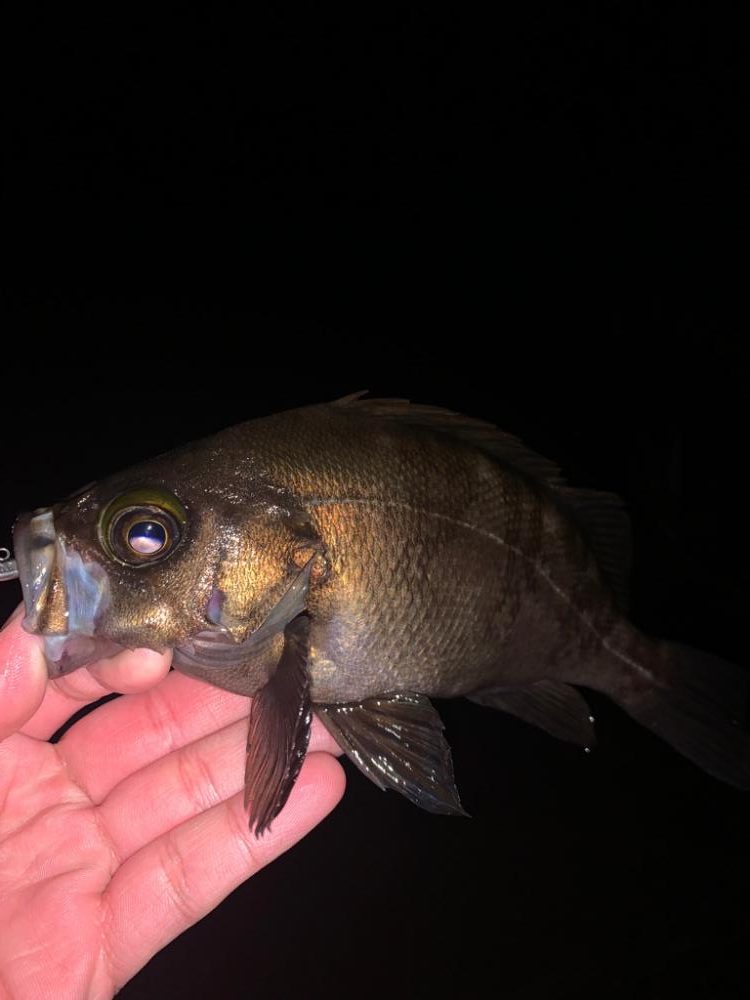 アジングがメバリングに🤔