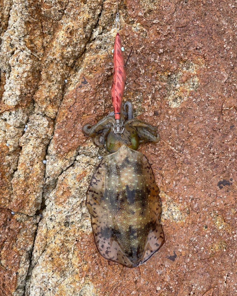 家島エギングPart2