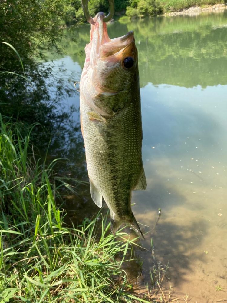 アーリーサマーの1匹