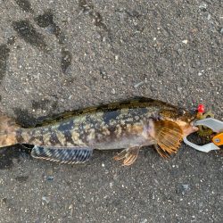 今年初のアイナメ！