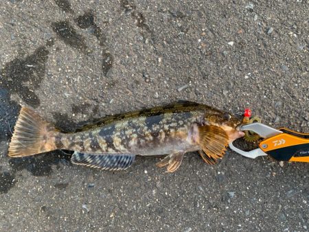 今年初のアイナメ！