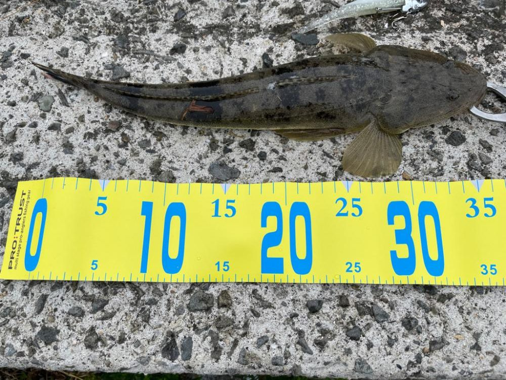 初投稿!小マゴチ!