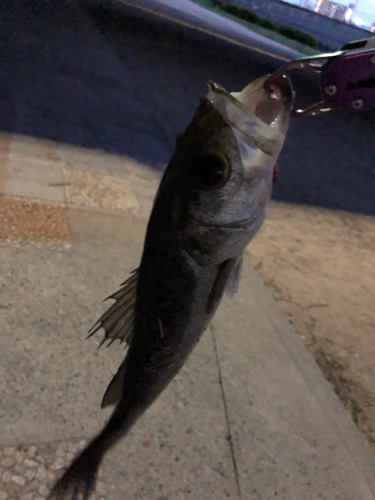 久々のシーバス