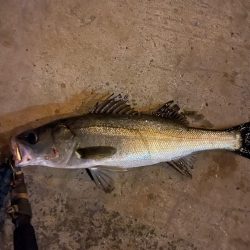 バチパターンも終盤？