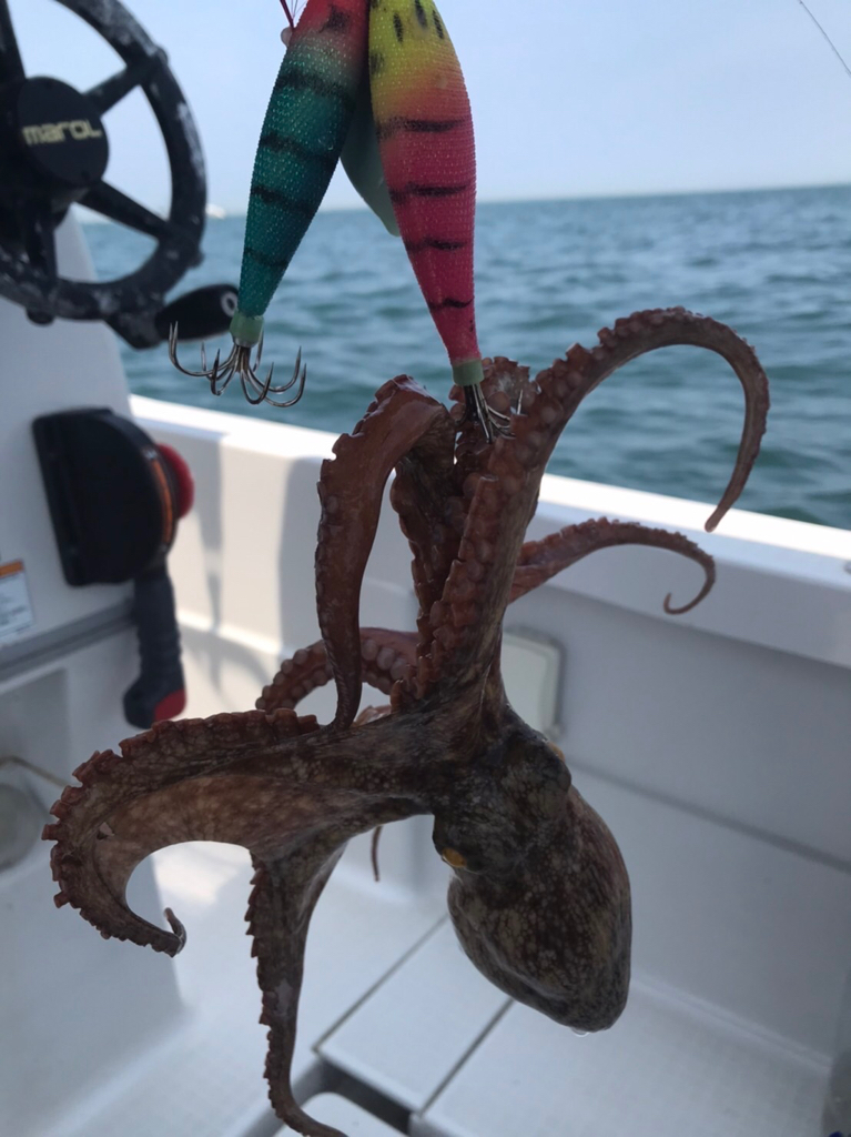 弱点克服のため、船タコ