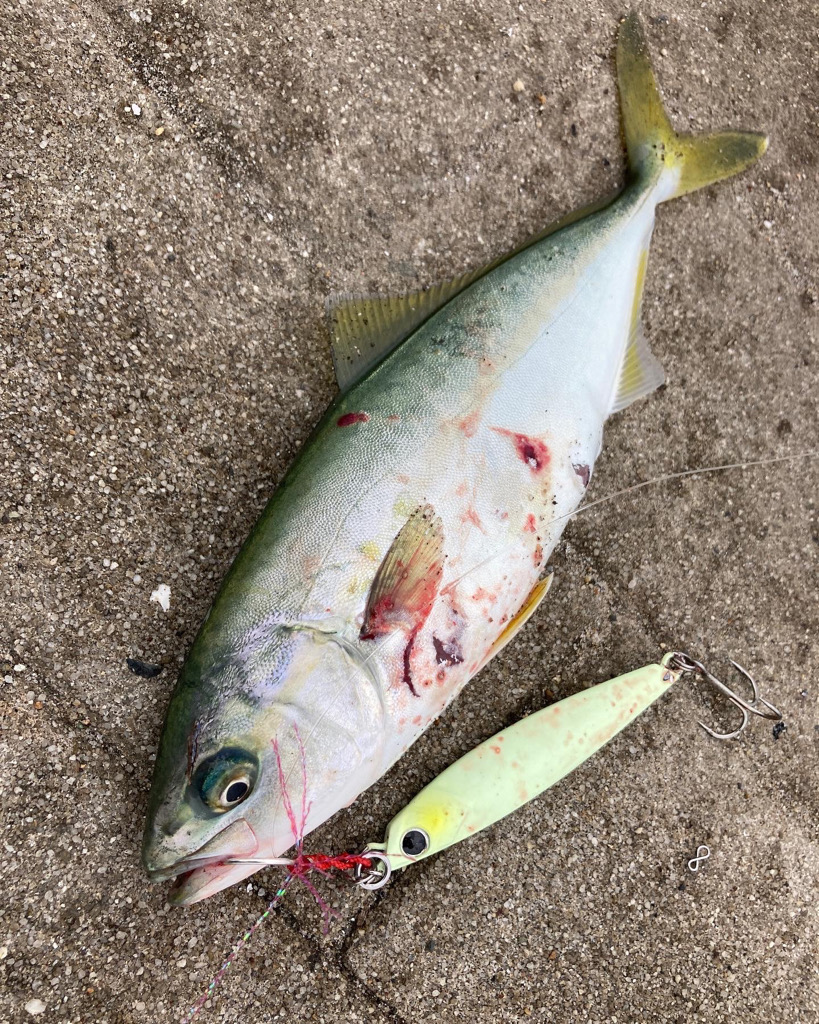 流行りの大阪湾ツバスゲーム。。。