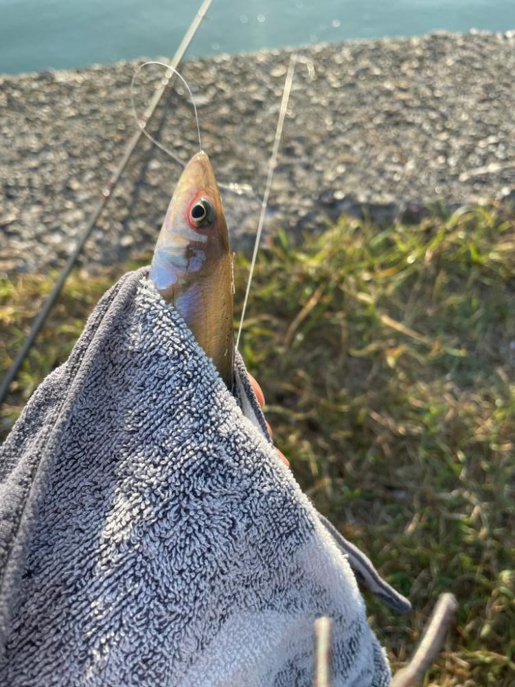 久しぶりのキス釣り