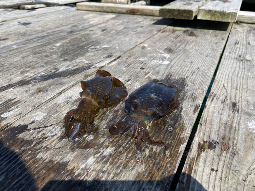 春イカ狙いで秋イカサイズ