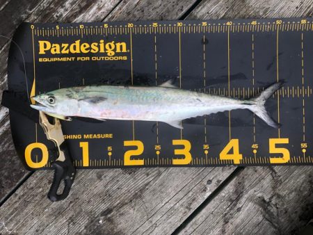 やっと釣果が出て…