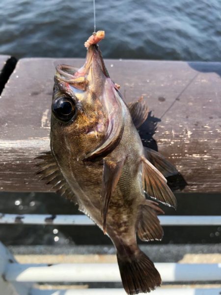 青イソメとサビキ