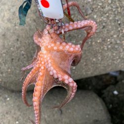 ショアタコ初物！