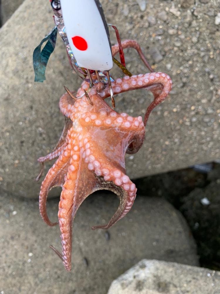 ショアタコ初物!