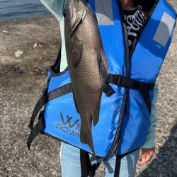 さかなちゃん釣り日記　本荘人口島