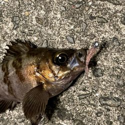 メバリング終盤!