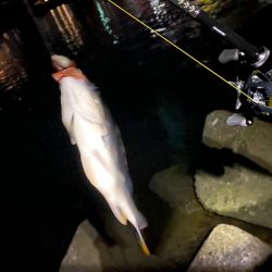 笹濁りナイトチニング 　淀川