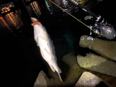 笹濁りナイトチニング 　淀川