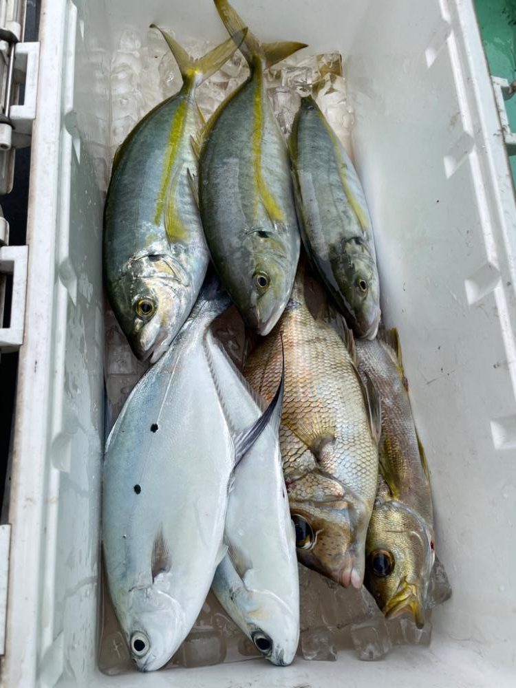 新島、五目釣り