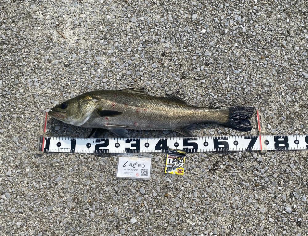 イワシがいない時間帯