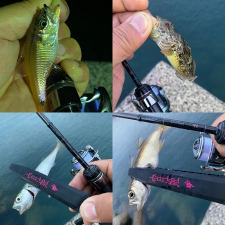 宵姫天S52UL鱗付け