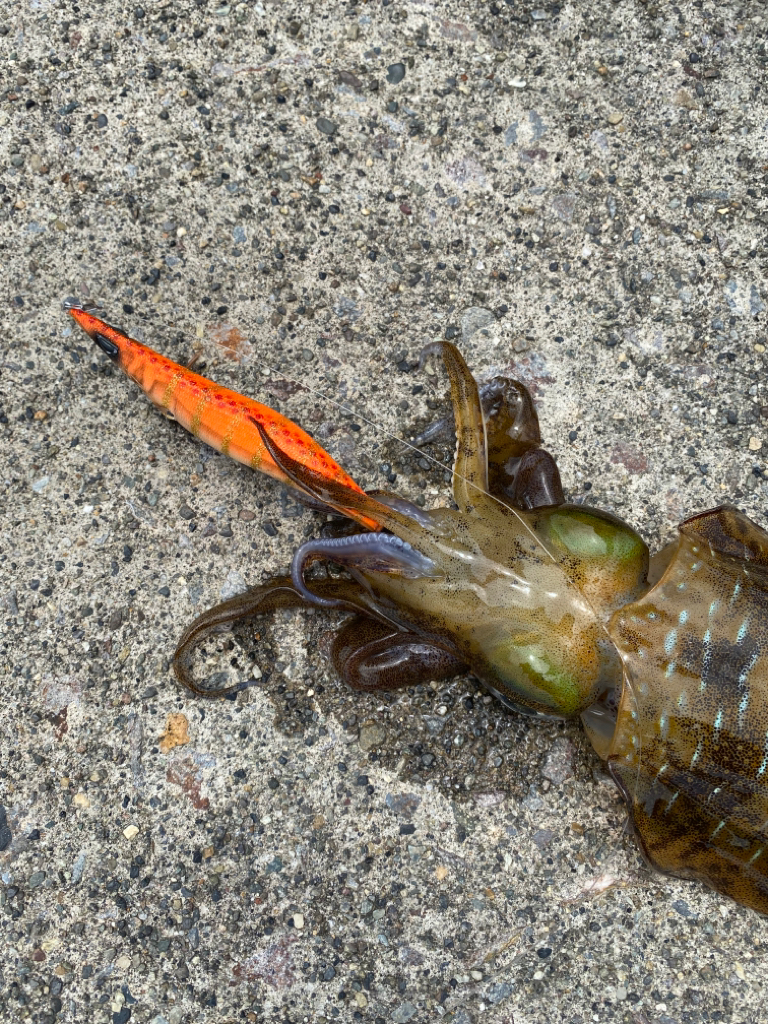 地元でエギング、アジング
