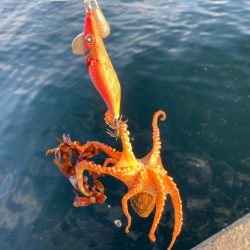 タコ釣りのカラーローテ難しいにゃ。