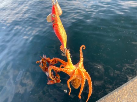 タコ釣りのカラーローテ難しいにゃ。