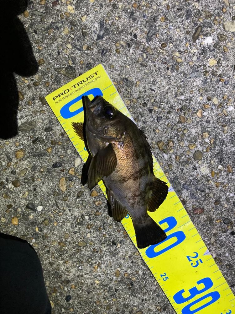 順調20㎝クラス