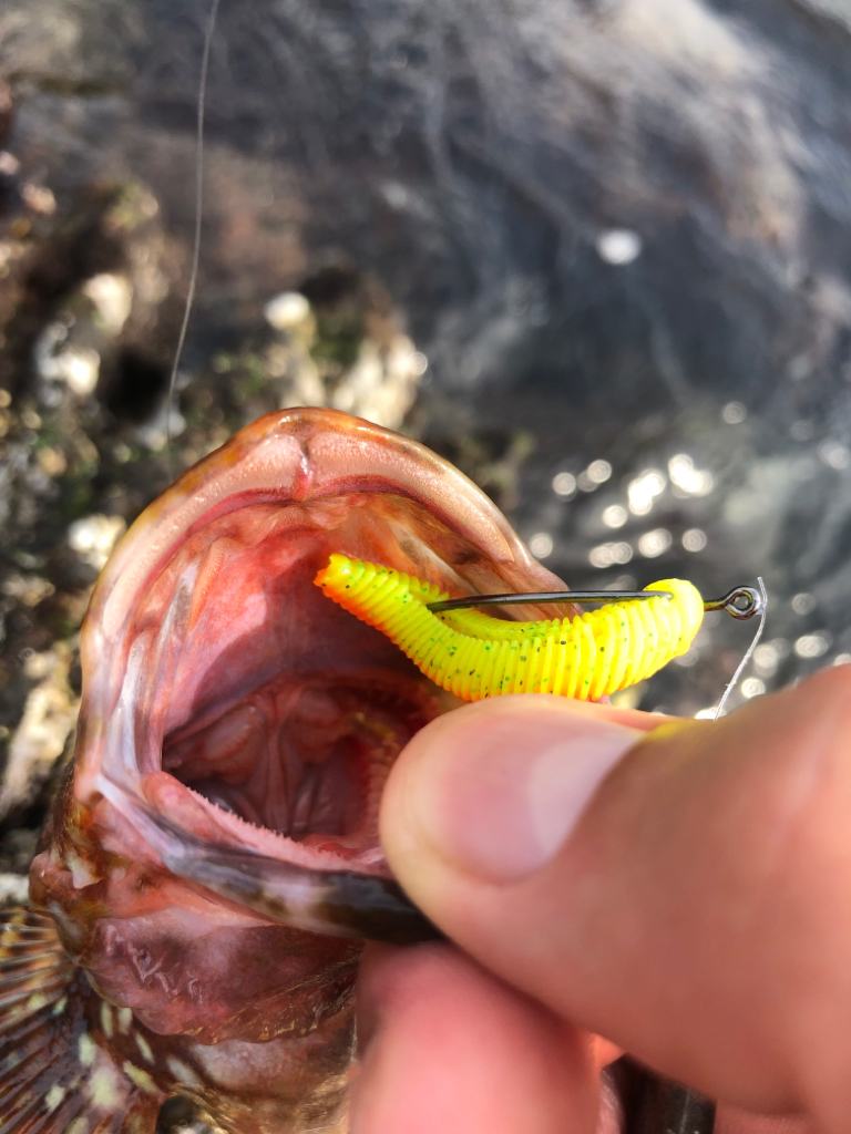 ハードロックフィッシュゲーム!!