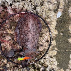 久々のアオリイカ