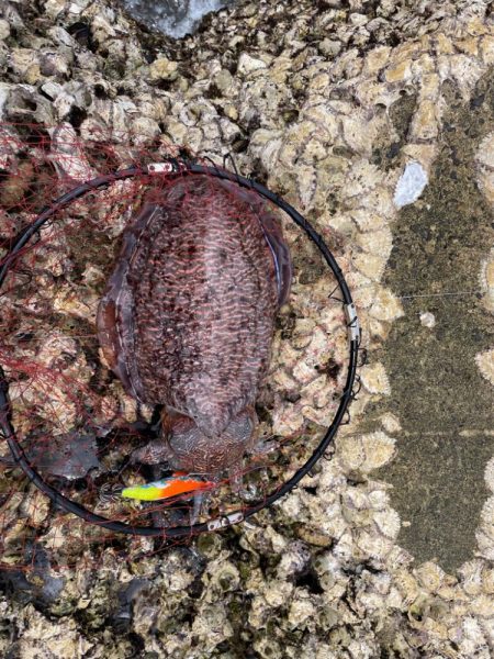 久々のアオリイカ