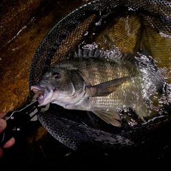 チニング でシーバス