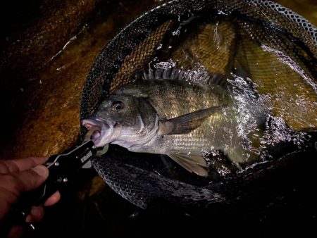 チニング でシーバス