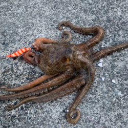 タコが食べたい！