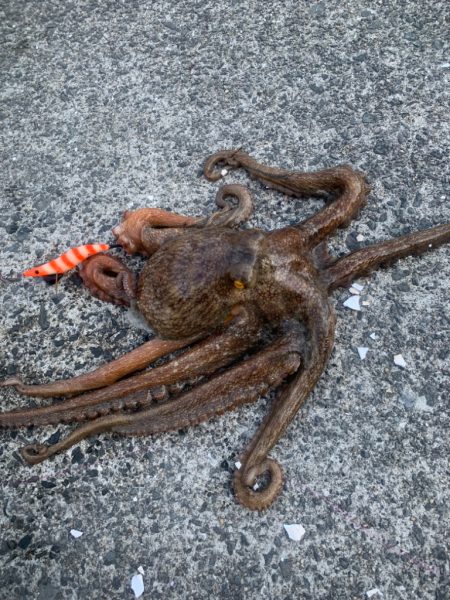 タコが食べたい！