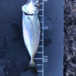 基本豆アジング