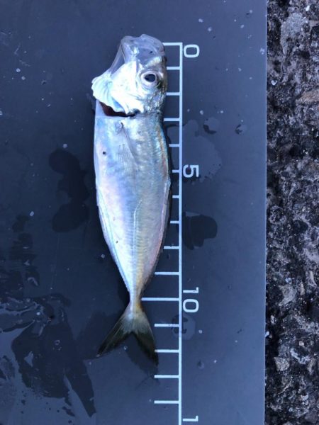 基本豆アジング