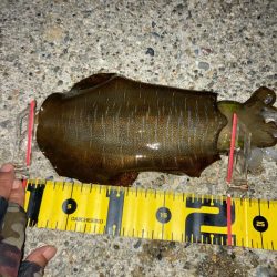 やっと春イカGET!＼(^o^)／