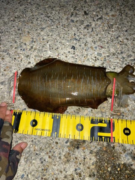 やっと春イカGET!＼(^o^)／