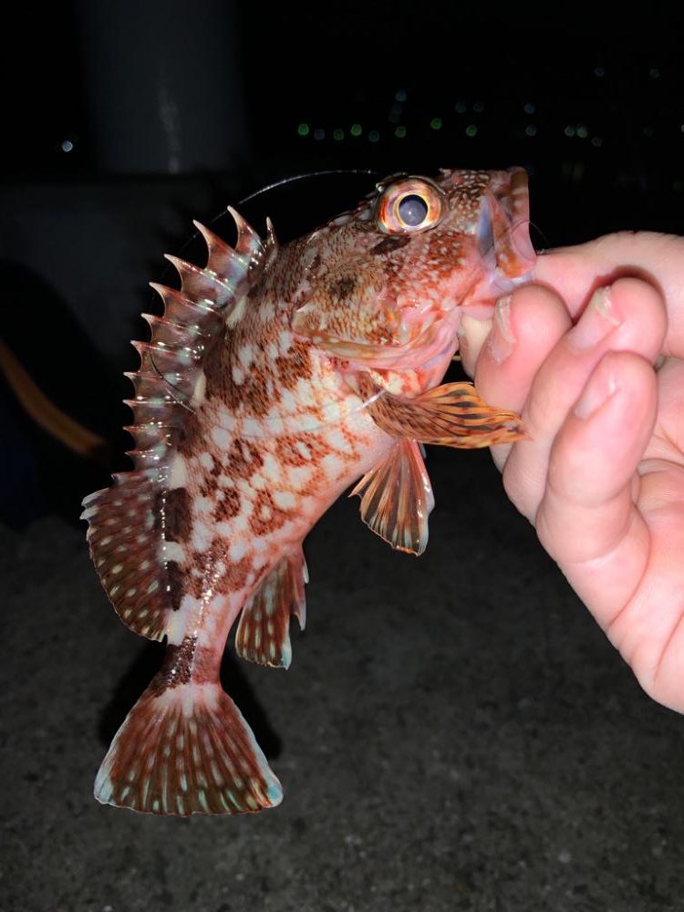 青物釣りたい…