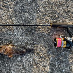 青物撃沈でもライトワインドが熱い！